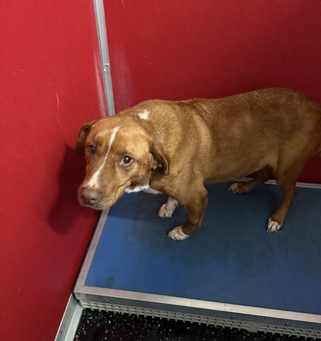 A rescue dog standing in a kennel